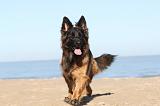 BERGER ALLEMAND 036
